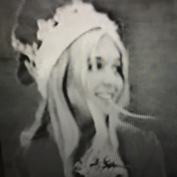 wendyspringdale